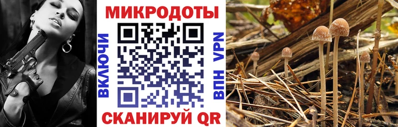 Галлюциногенные грибы Psilocybine cubensis  Новоржев 